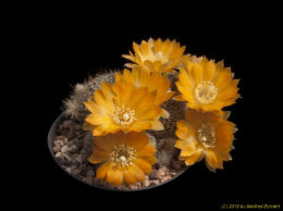 Mediolobivia einsteinii v. aureiflora J179 1657